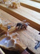 Bees Love Honey, Too