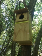 Bird House Hive