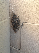 Block Wall Hive