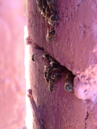 Concrete Block Hive