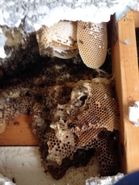 Dead Comb and New Hive