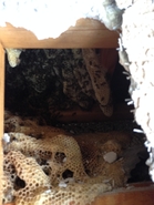 Dead Comb and New Hive