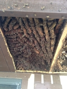 Old Hive 3