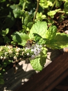 Spearmint Pollen