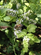 Spearmint Pollen