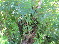 Bush Swarm