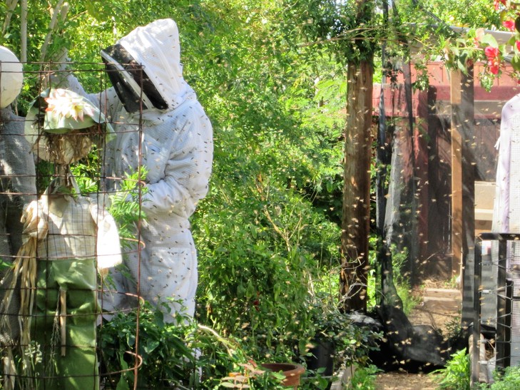 Beehive and Swarm Removal Phoenix AZ